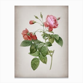 Vintage Pink Boursault Rose Botanical on Parchment n.0028 Canvas Print