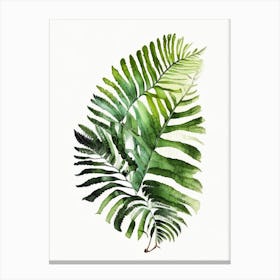 Australian Tree Fern 1 Watercolour Canvas Print