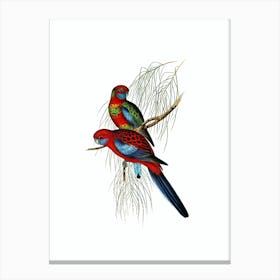 Vintage Pennant's Parakeet Bird Illustration on Pure White n.0061 Canvas Print