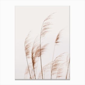 Beach Reeds Canvas Print