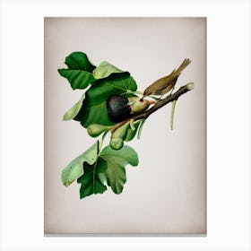 Vintage Fig Branch with Bird Botanical on Parchment n.0795 Canvas Print