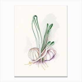 Garlic Herb Minimalist Watercolour 1 Canvas Print