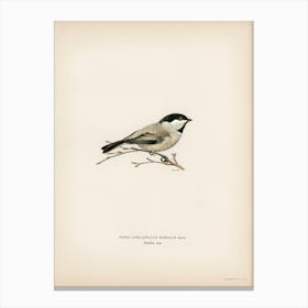 Black Capped Chickadee (Parus Atricapillus), The Von Wright Brothers Canvas Print