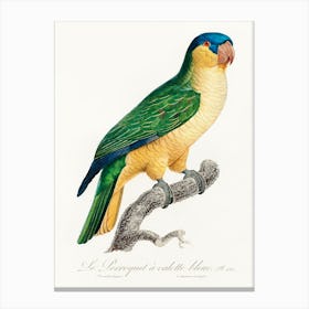 The Black Lored Parrot From Natural History Of Parrots, Francois Levaillant Canvas Print