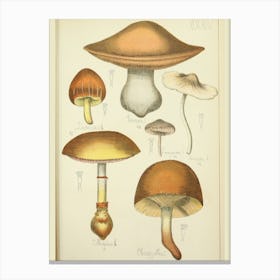 Fungi 1 Canvas Print