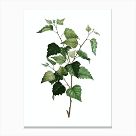 Vintage Silver Birch Botanical Illustration on Pure White n.0528 Canvas Print