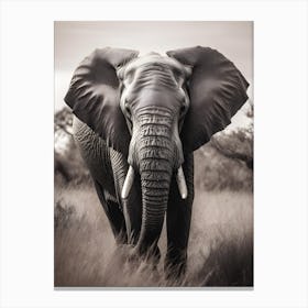 Elephant In The Grass Canvas Print