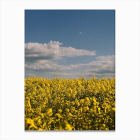 Yellow Canola Flower Field In South England Canvas Print