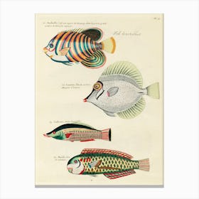 Colourful And Surreal Illustrations Of Fishes Found In Moluccas (Indonesia) And The East Indies, Louis Renard(41) Canvas Print