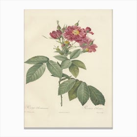 Rose Illustration, Pierre Joseph Redoute (72) Canvas Print