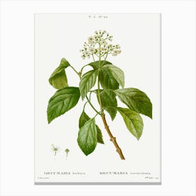 Climbing Hydrangea, Pierre Joseph Redoute Canvas Print