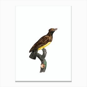 Vintage Paradise Crow Female Bird Illustration on Pure White Canvas Print