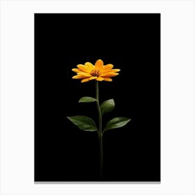 Single Yellow Flower Isolated On Black Canvas Print