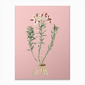 Vintage Lily of the Incas Botanical on Soft Pink n.0446 Canvas Print