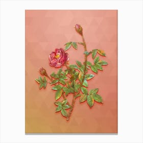 Vintage Moss Rose Botanical Art on Peach Pink n.1588 Canvas Print