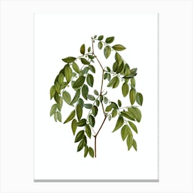 Vintage Jujube Botanical Illustration on Pure White Canvas Print