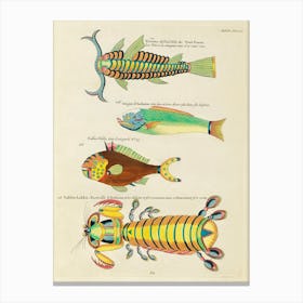 Colourful And Surreal Illustrations Of Fishes And Other Marine Life Found In Moluccas (Indonesia) And The East Indies, Louis Renard(47) Canvas Print