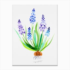 Muscari watercolor artwork Canvas Print