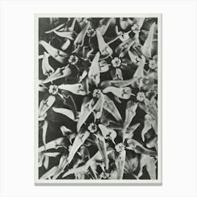 Showy Milkweed (1928), Karl Blossfeldt Canvas Print