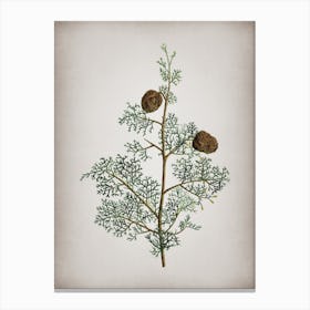 Vintage Mediterranean Cypress Botanical on Parchment n.0287 Canvas Print