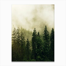 Misty Forest 5 Canvas Print