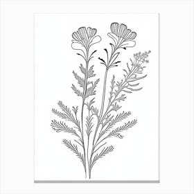 Costmary Herb William Morris Inspired Line Drawing 2 Canvas Print