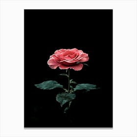 Single Rose On Black Background 22 Canvas Print