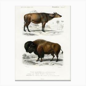Cow (Bos Brachyceros) And Bison (Bos Americanus), Charles Dessalines D'Orbigny Canvas Print