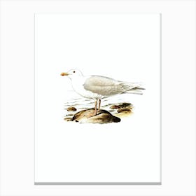 Vintage Glaucous Gull Bird Illustration on Pure White n.0162 Canvas Print