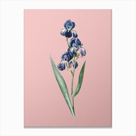Vintage Dalmatian Iris Botanical on Soft Pink n.0936 Canvas Print