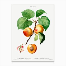 Apricot Branch Canvas Print