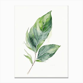 Comfrey Leaf Minimalist Watercolour Canvas Print