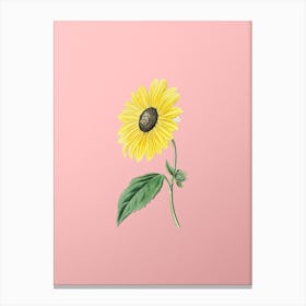 Vintage California Sunflower Botanical on Soft Pink n.0283 Canvas Print