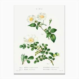 White Rose Of York Scotch Rose, Pierre Joseph Redoute Canvas Print