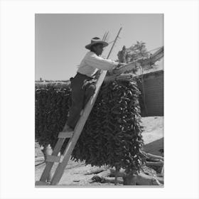 Hanging Up Chili Peppers For Drying, Isletta, New Mexico By Russell Lee Canvas Print