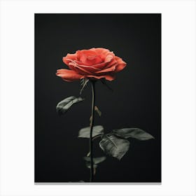 Single Rose On Black Background 46 Canvas Print