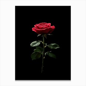 Single Red Rose Isolated On Black Background Canvas Print