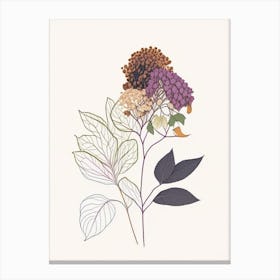 Hydrangea Root Spices And Herbs Minimal Line Drawing 1 Canvas Print