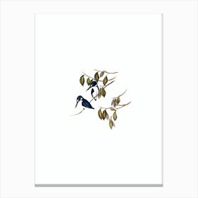 Vintage Little Kingfisher Bird Illustration on Pure White n.0263 Canvas Print