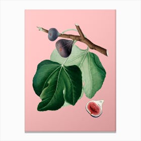 Vintage Black Fig Botanical on Soft Pink n.0028 Canvas Print
