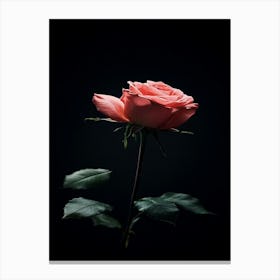 Pink Rose On Black Background 62 Canvas Print