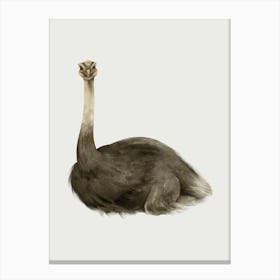 Ostrich Canvas Print