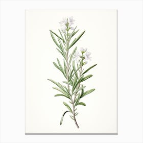 Rosemary Vintage Botanical Herbs 0 Canvas Print
