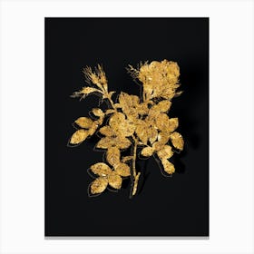 Vintage Dwarf Damask Rose Botanical in Gold on Black n.0474 Canvas Print