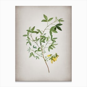 Vintage Stinking Bean Trefoil Botanical on Parchment n.0870 Canvas Print