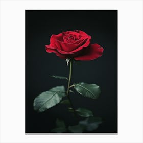 Single Red Rose 12 Canvas Print