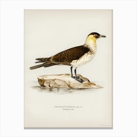 Pomarine Jaeger, The Von Wright Brothers Canvas Print