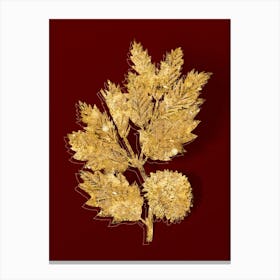 Vintage Valonia Oak Botanical in Gold on Red n.0510 Canvas Print