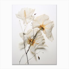 Pressed Flower Botanical Art Moonflower 1 Canvas Print