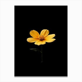 Single Yellow Flower On Black Background 12 Canvas Print